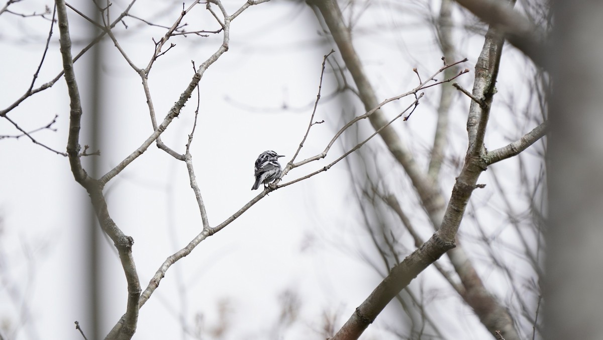 Black-and-white Warbler - ML327331411