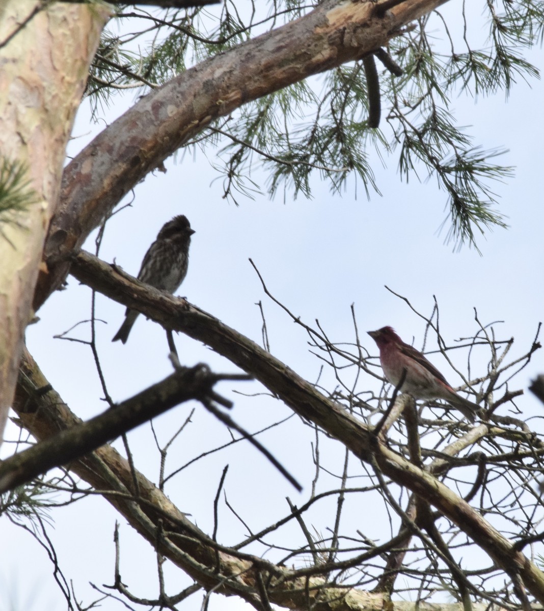 Purple Finch - ML327332201