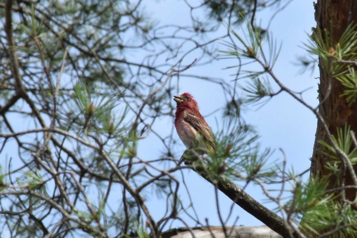 Purple Finch - ML327332241