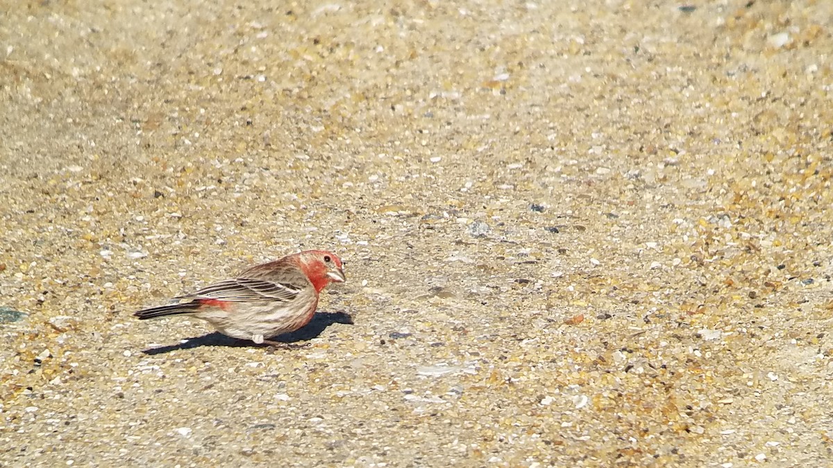 House Finch - ML327333041