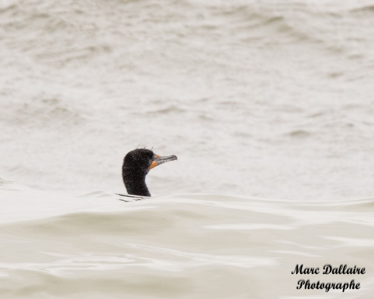 Double-crested Cormorant - ML327333431