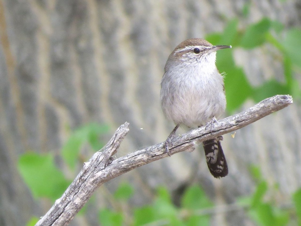 Bewick's Wren - ML327335041