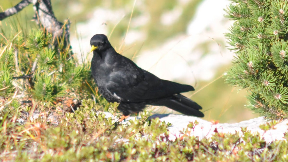 Yellow-billed Chough - ML32733751