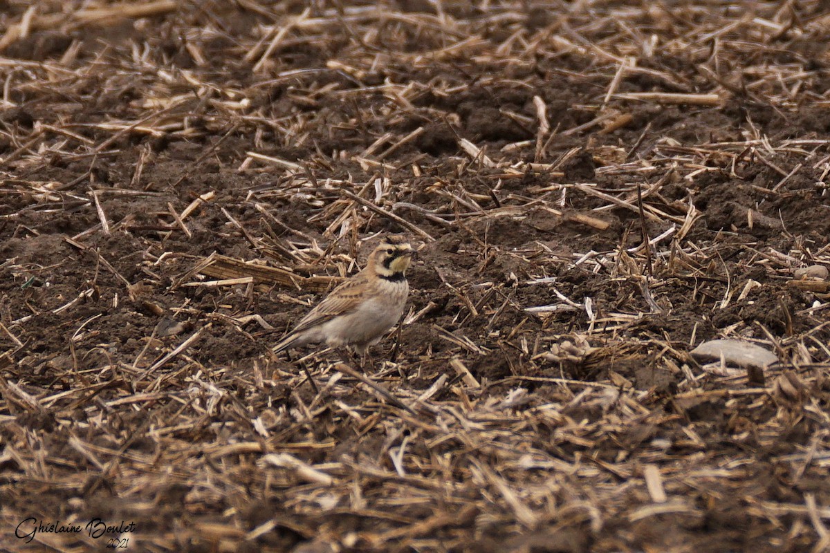 Horned Lark - ML327340421