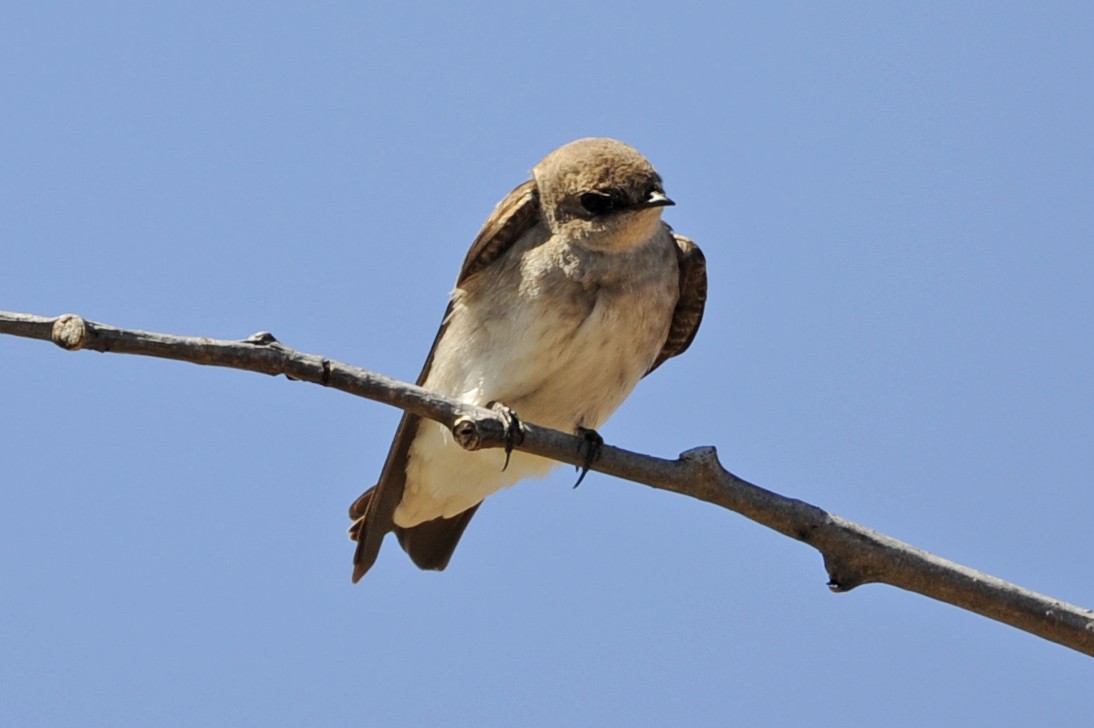 Northern Rough-winged Swallow - ML327343581