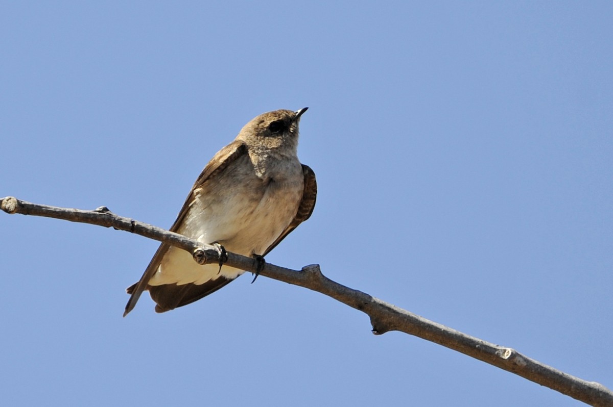 Northern Rough-winged Swallow - ML327343591