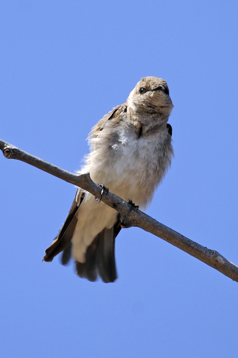 Northern Rough-winged Swallow - ML327343601