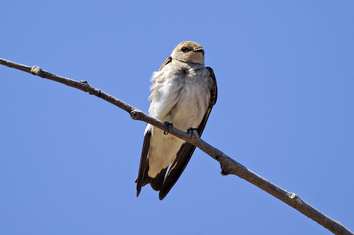 Northern Rough-winged Swallow - ML327343611