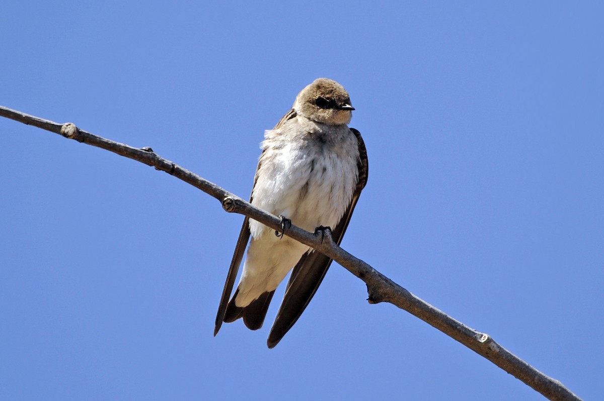 Northern Rough-winged Swallow - ML327343621