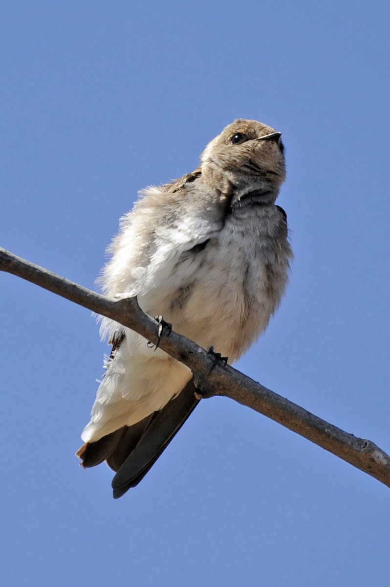 Northern Rough-winged Swallow - ML327343631