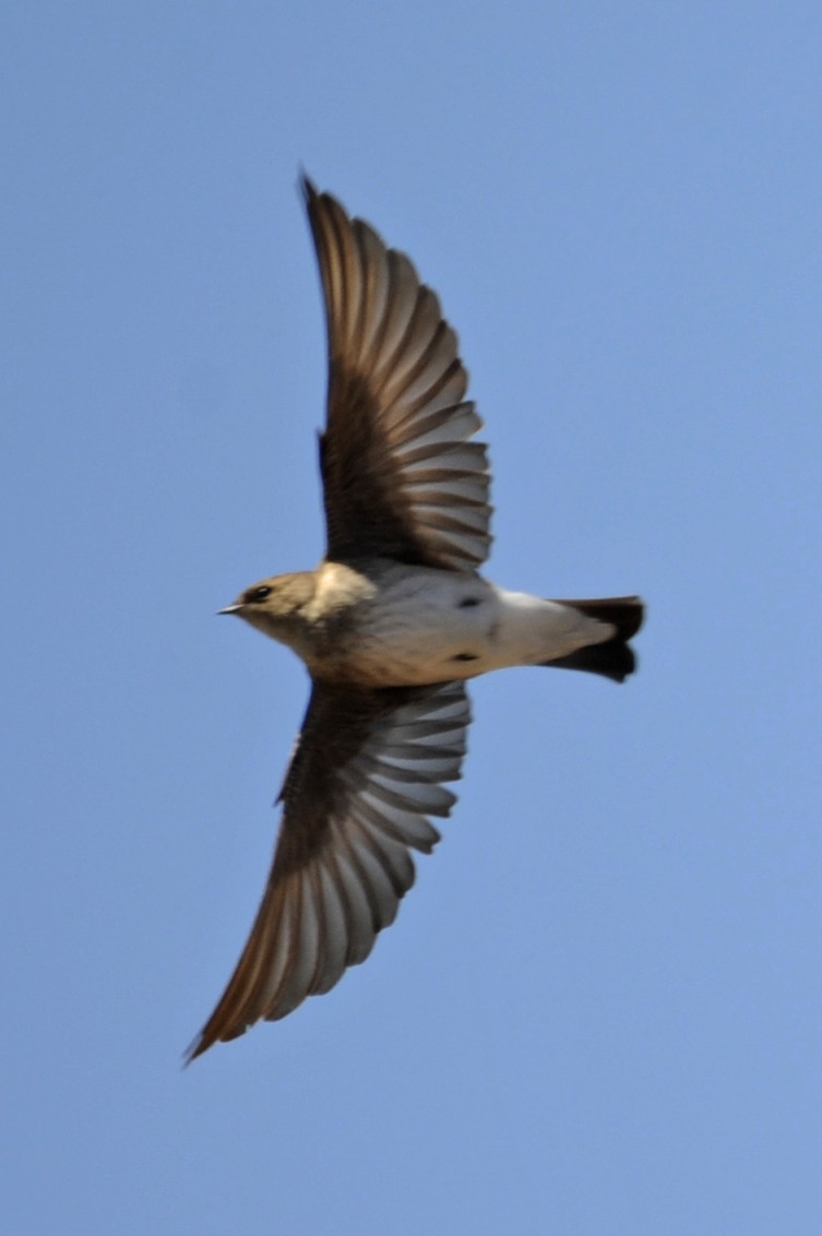 Northern Rough-winged Swallow - ML327343651