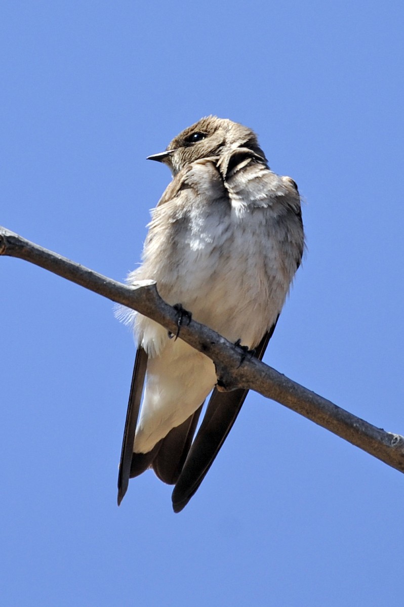 Northern Rough-winged Swallow - ML327343661