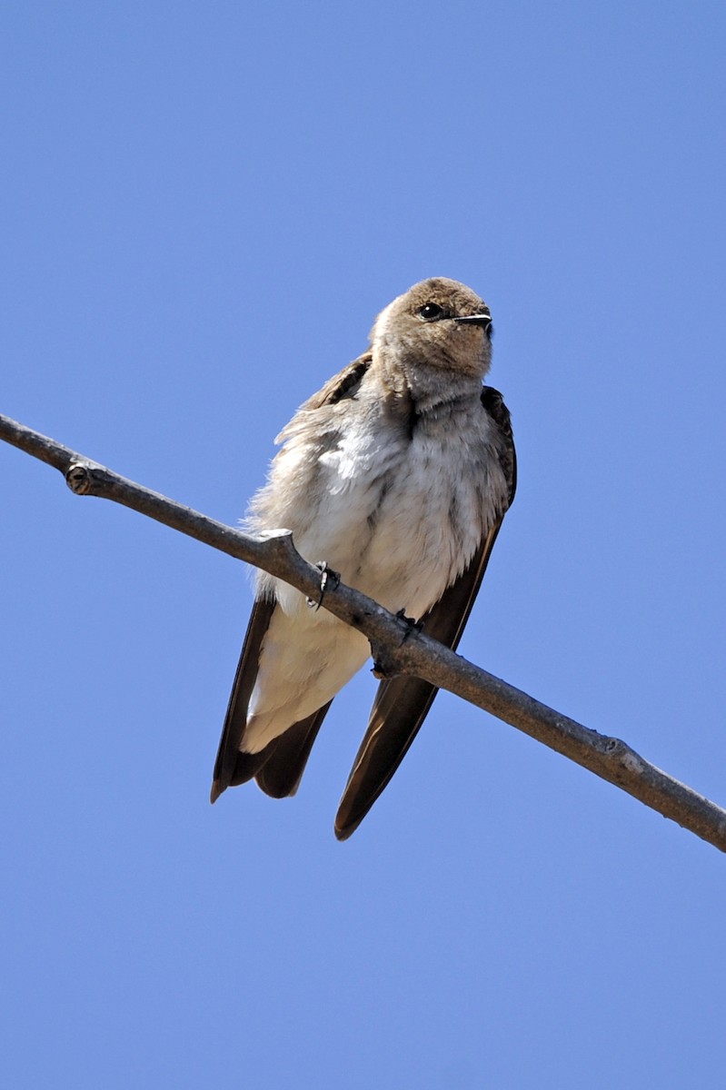 Northern Rough-winged Swallow - ML327343671