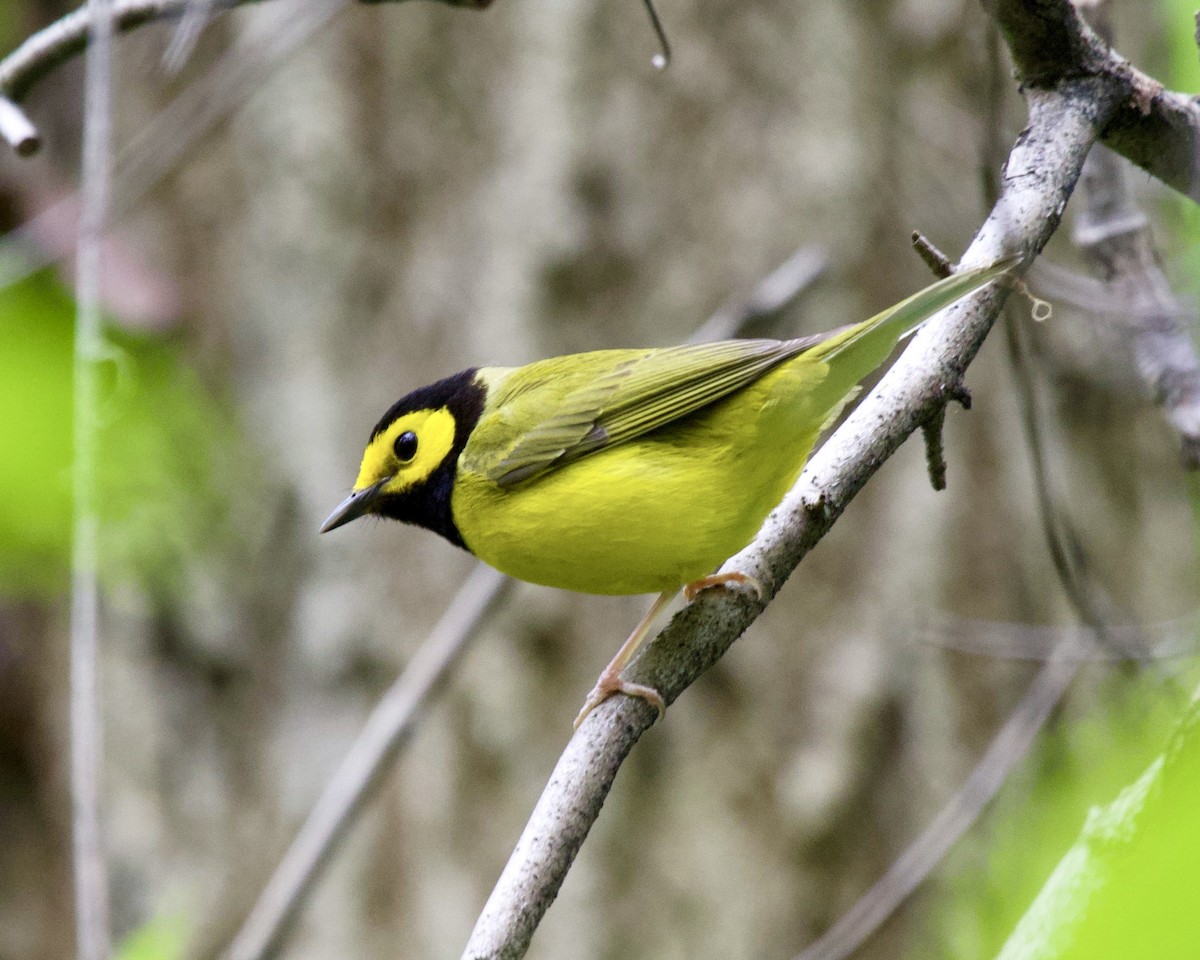 Hooded Warbler - Daniel S.