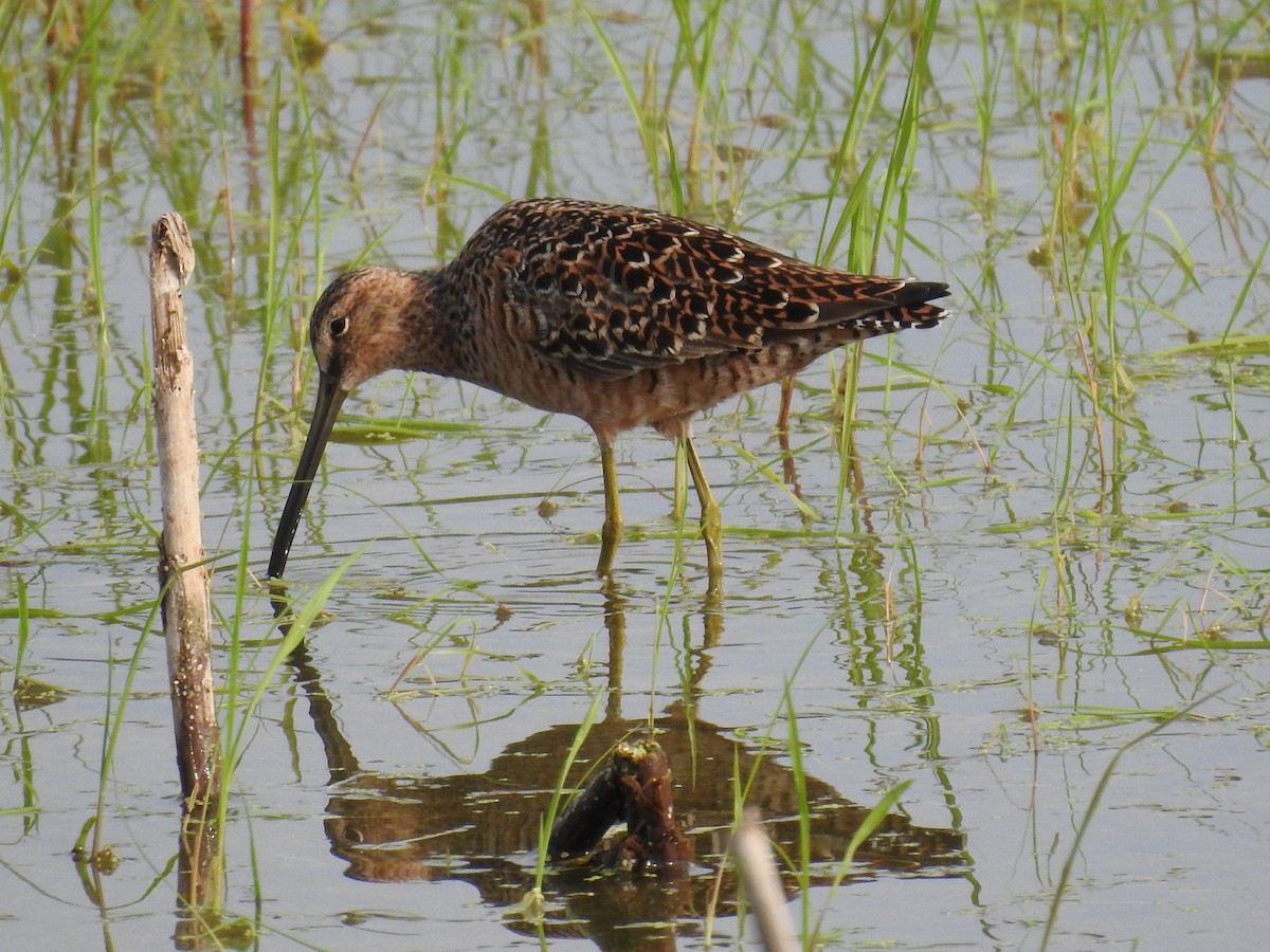 Long-billed Dowitcher - Michael Weisensee