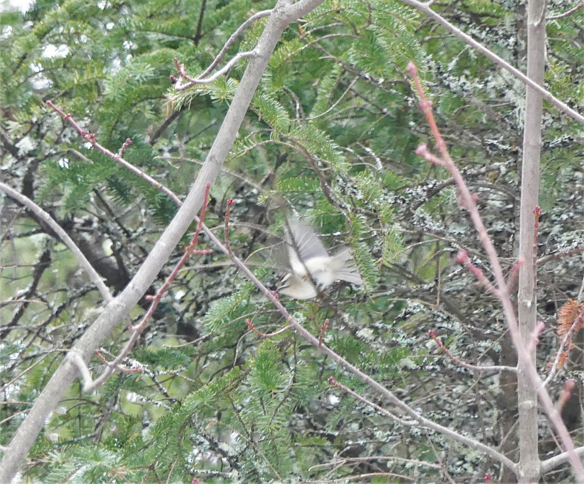 Golden-crowned Kinglet - ML327345601