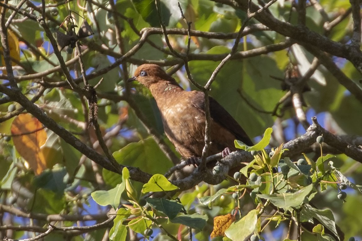 Ruddy Cuckoo-Dove - ML327345931