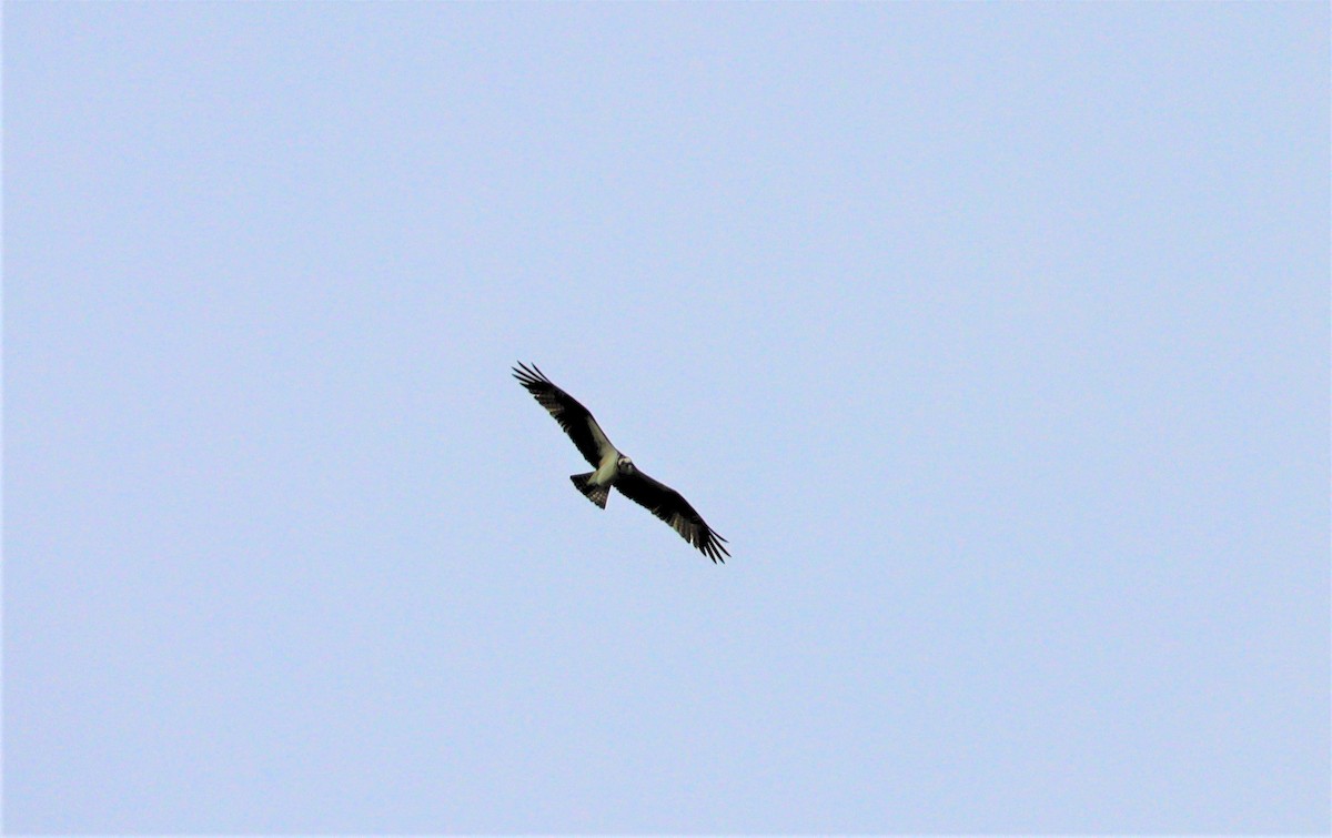 Águila Pescadora - ML327347151