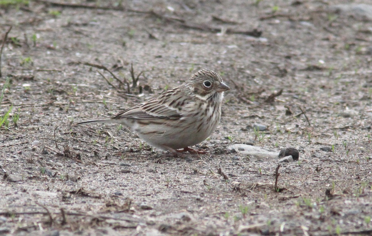 Vesper Sparrow - ML327347671