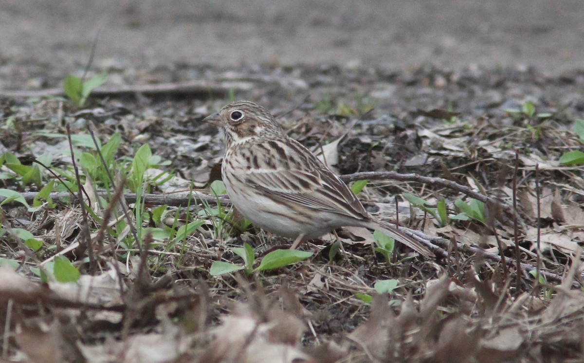 Vesper Sparrow - ML327347691