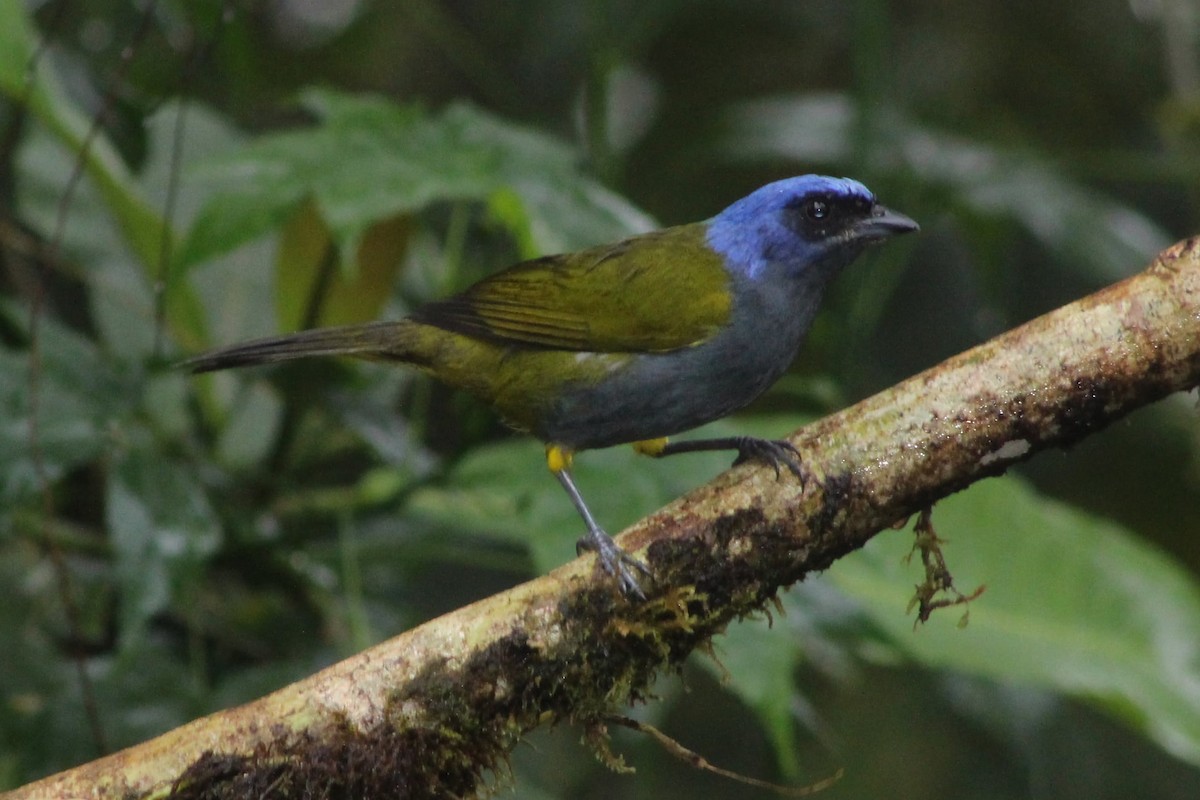 Blue-capped Tanager - ML327347771