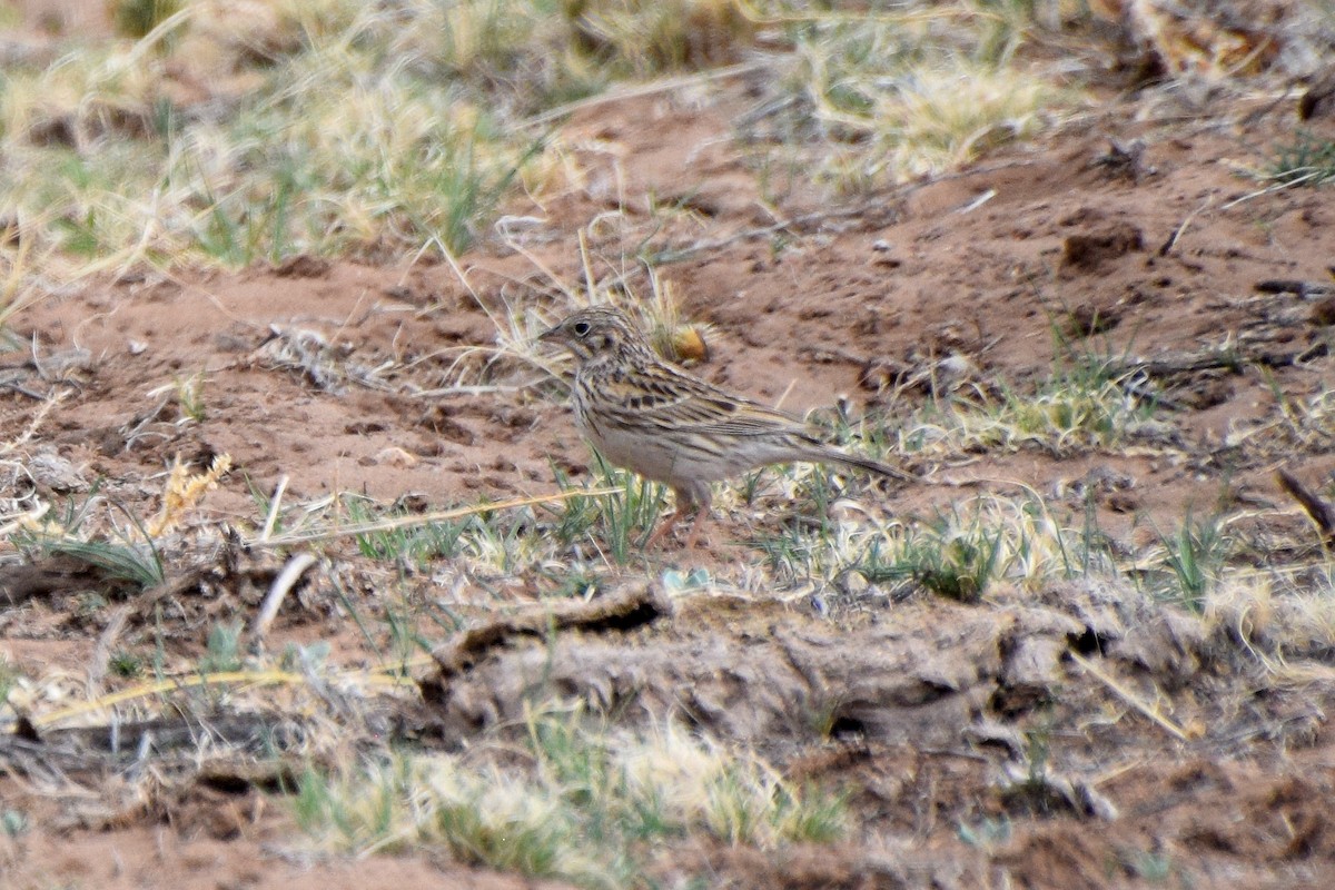 Vesper Sparrow - ML327349521