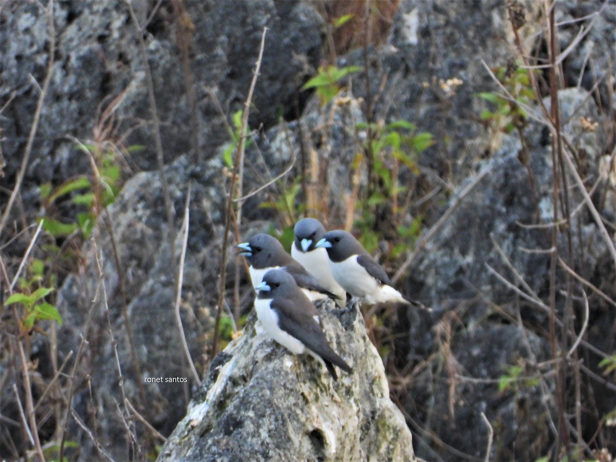 White-breasted Woodswallow - ML327350031