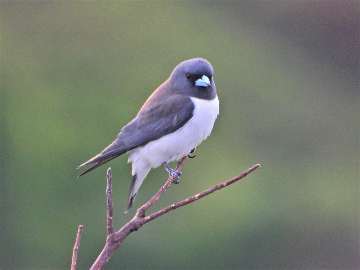 White-breasted Woodswallow - ML327352271