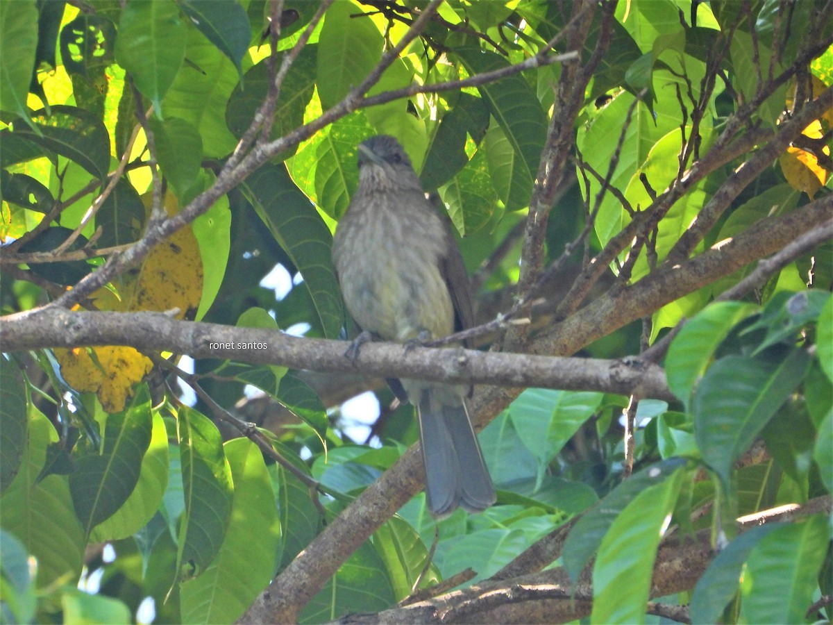 Mindoro Bulbul - ML327352481