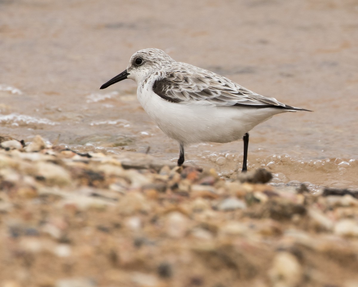 Bécasseau sanderling - ML327352831