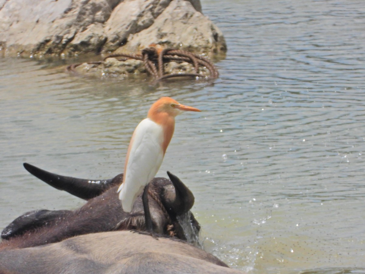 Eastern Cattle Egret - ML327352981