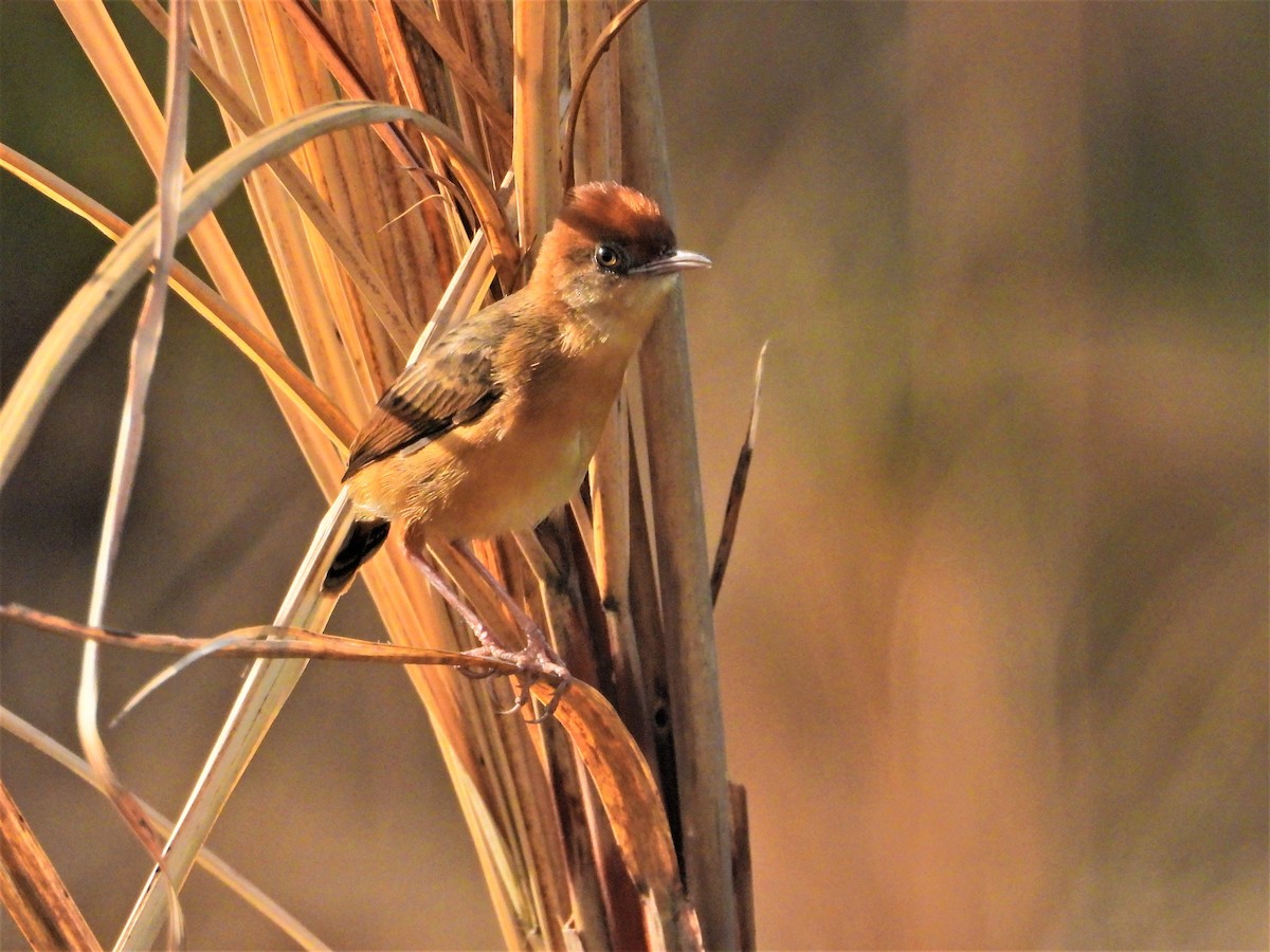 Golden-headed Cisticola - ML327353231