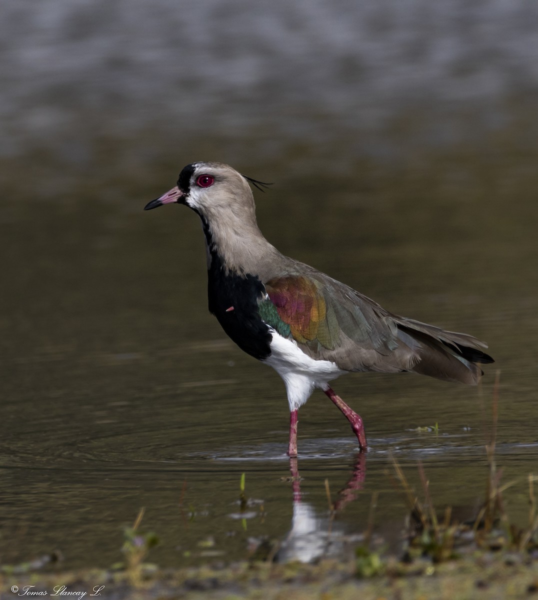 Southern Lapwing - ML327353251