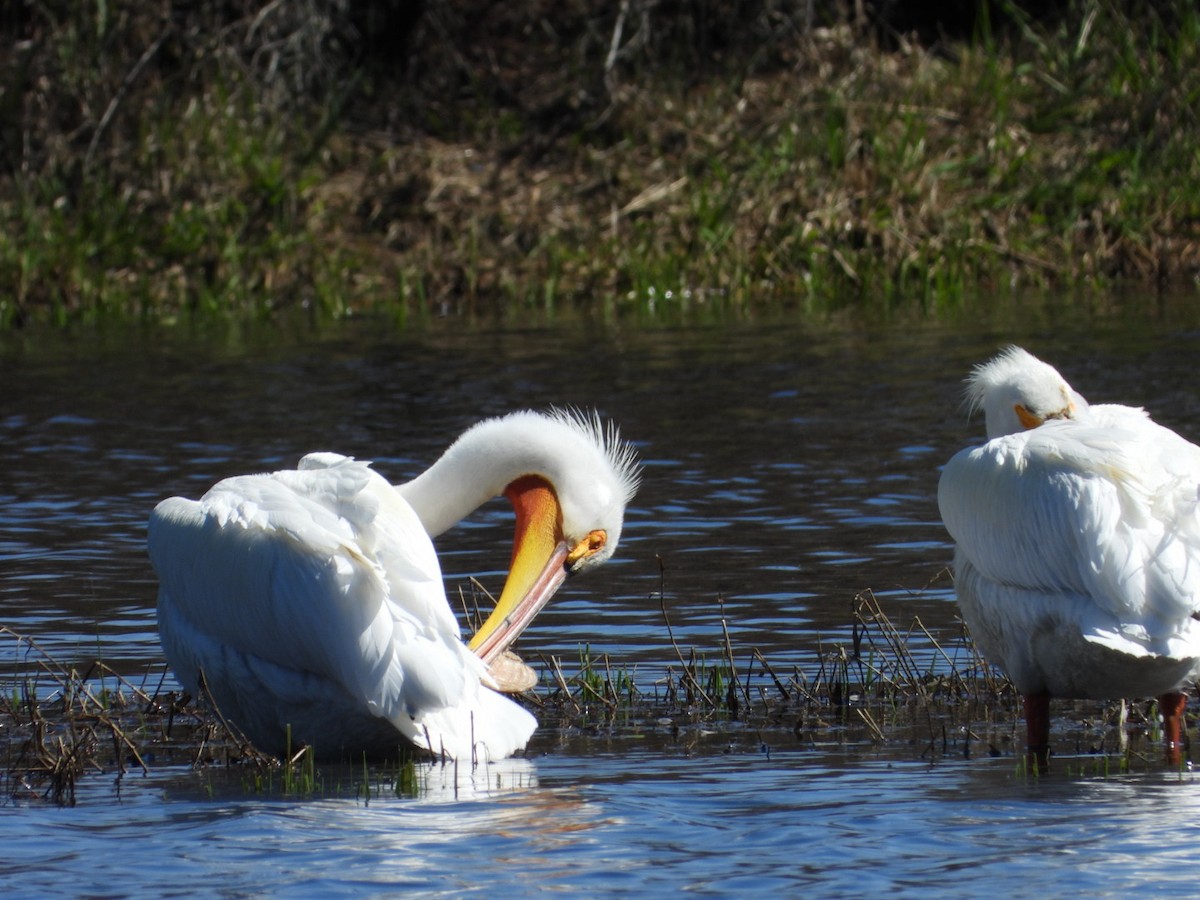 American White Pelican - ML327354441