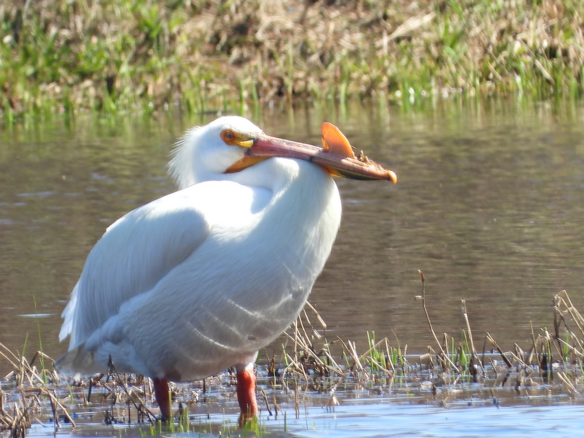 American White Pelican - ML327354461