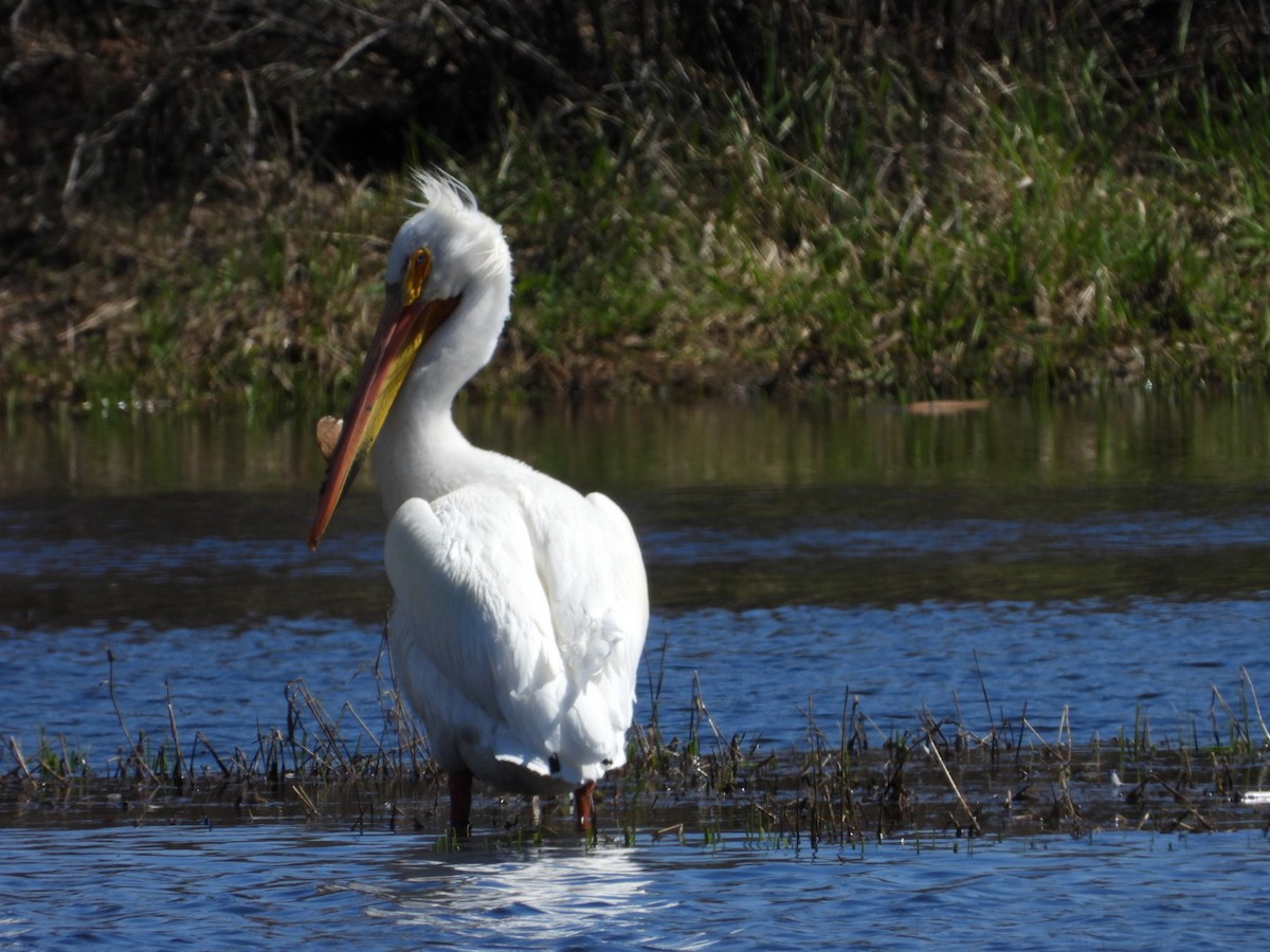 American White Pelican - ML327354471