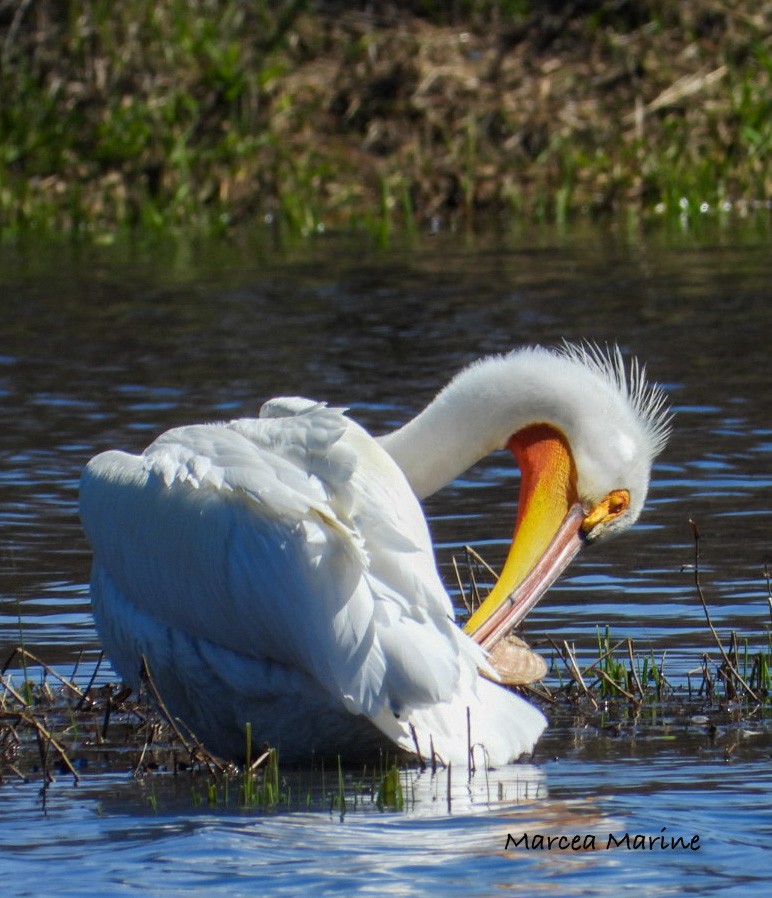 American White Pelican - ML327354841