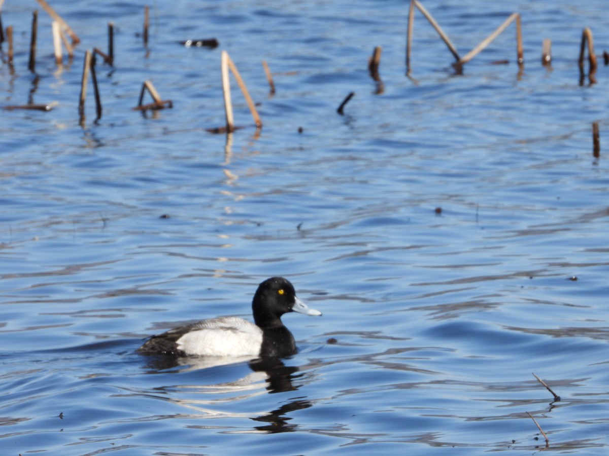 Greater Scaup - ML327355151