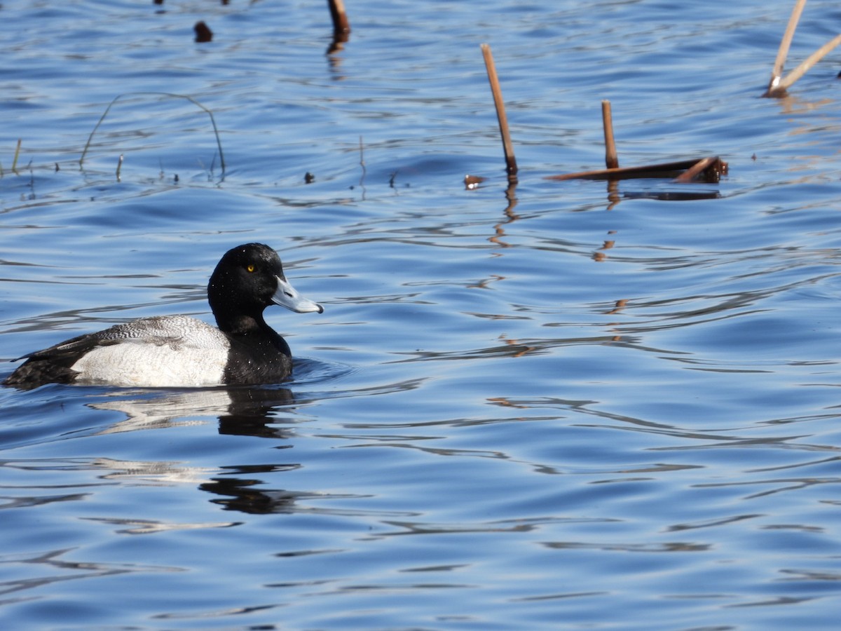 Greater Scaup - ML327355171