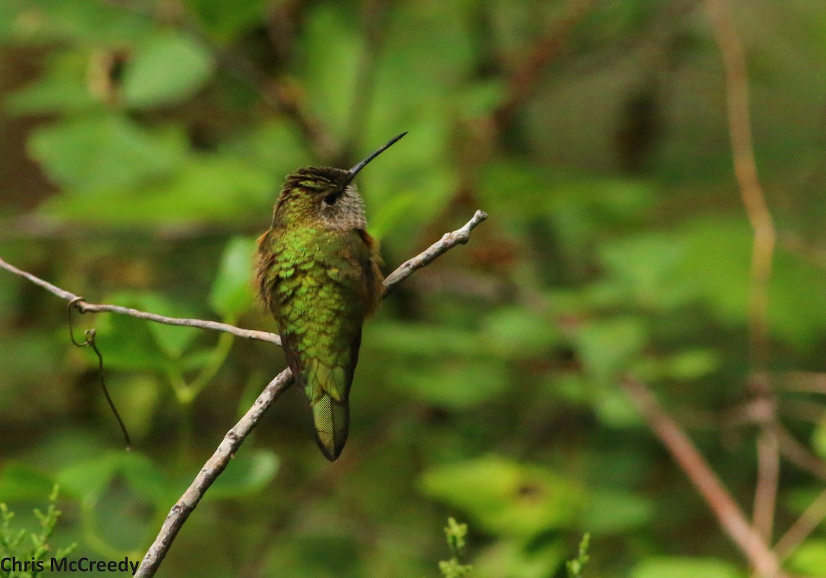 Broad-tailed Hummingbird - ML32735651