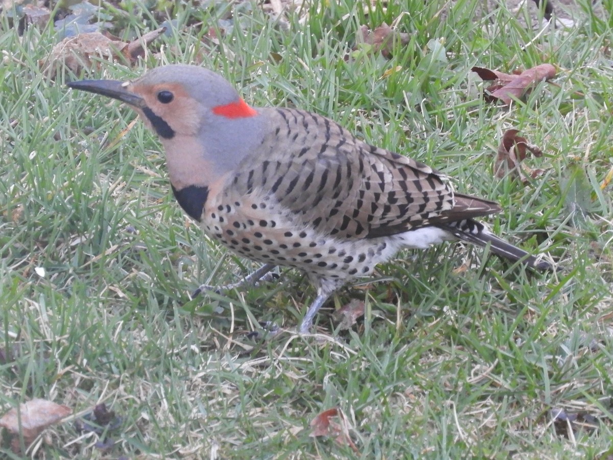 Northern Flicker - Kathleen Spicer