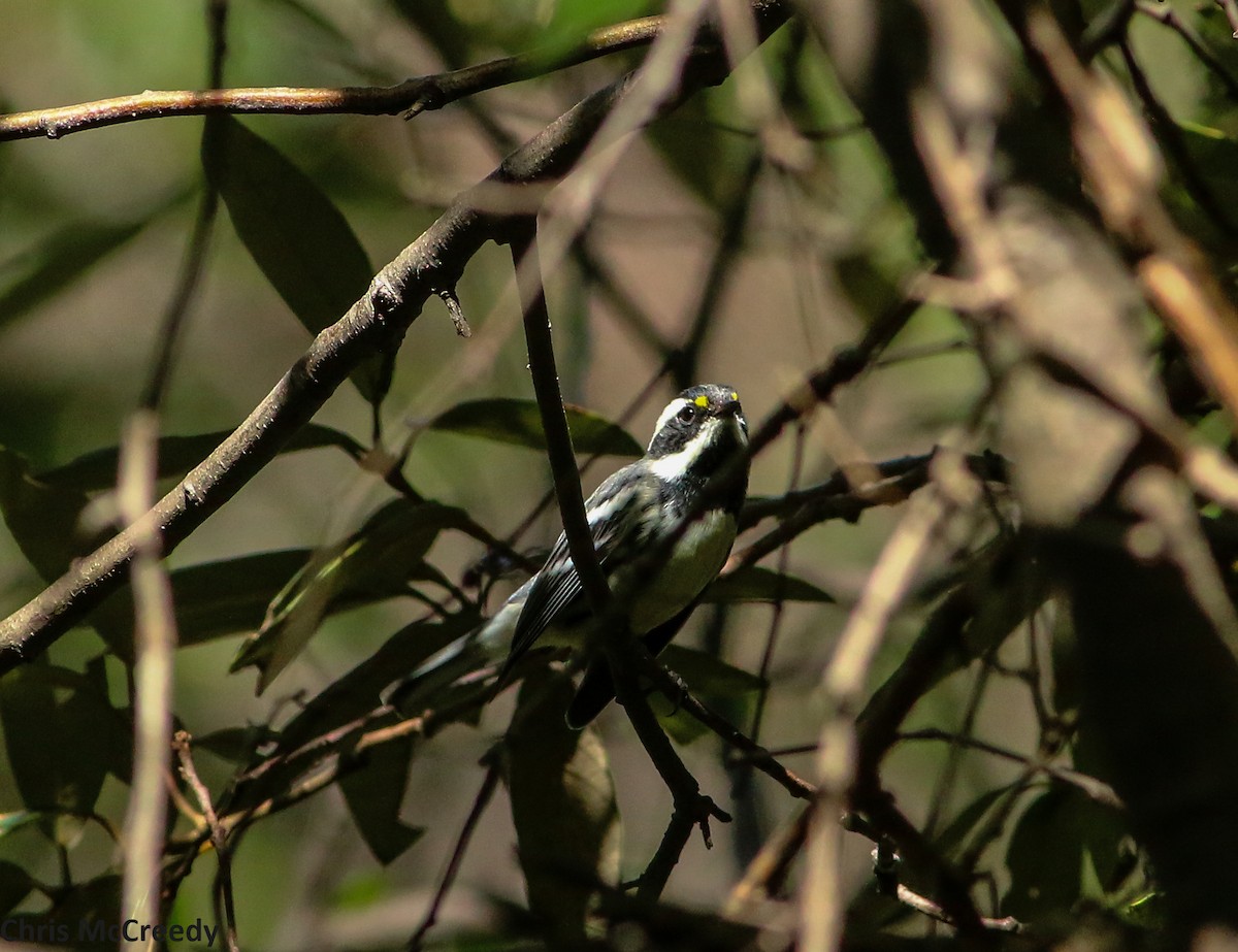 Black-throated Gray Warbler - Chris McCreedy - no playbacks