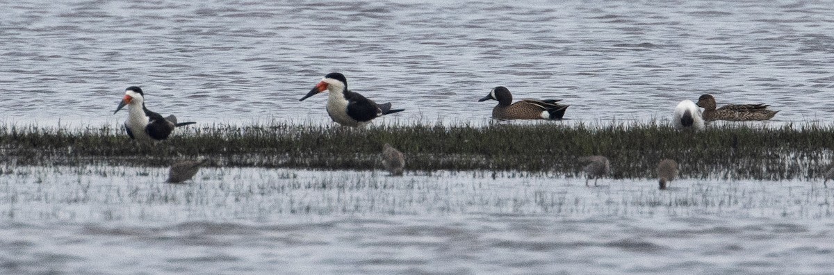 Black Skimmer - ML327357891