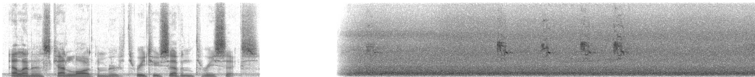 špaček bělokrký - ML32736