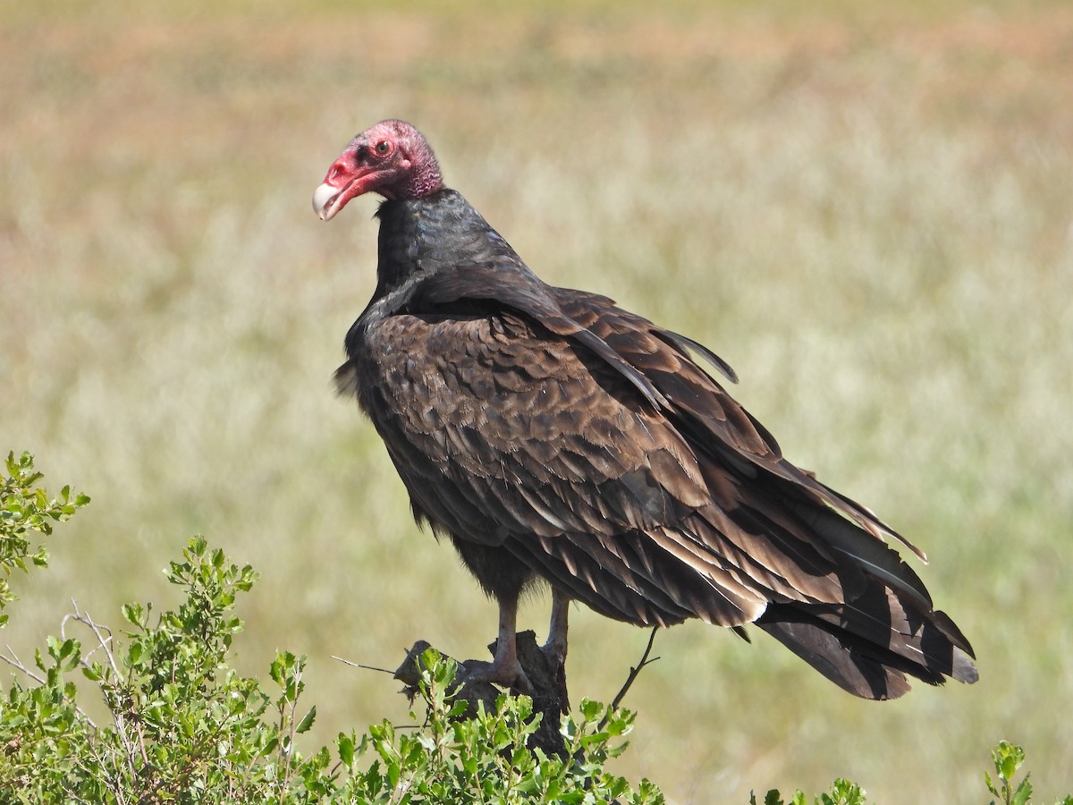Turkey Vulture - ML327360301