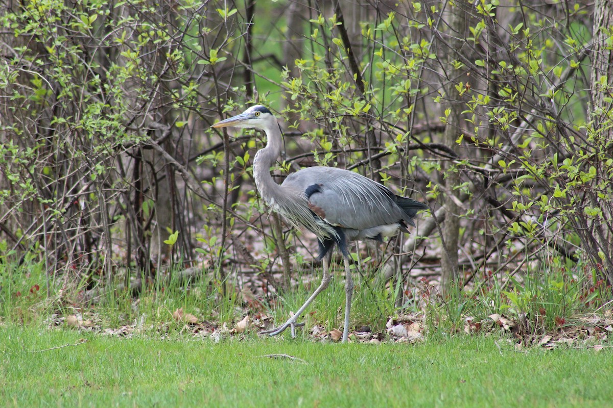 Garza Azulada - ML327360951