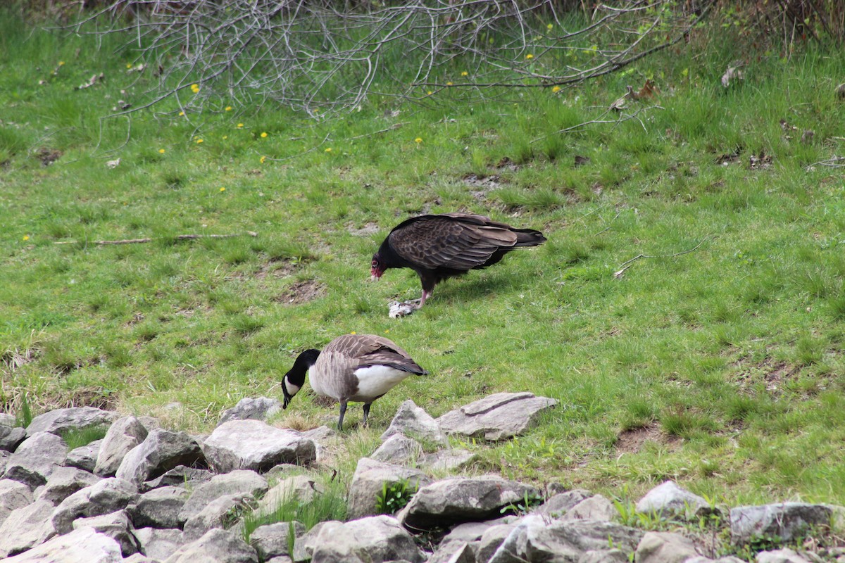 Turkey Vulture - ML327361411