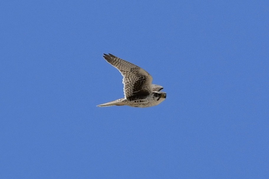 Prairie Falcon - ML327362691