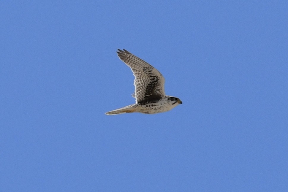 Prairie Falcon - ML327362721