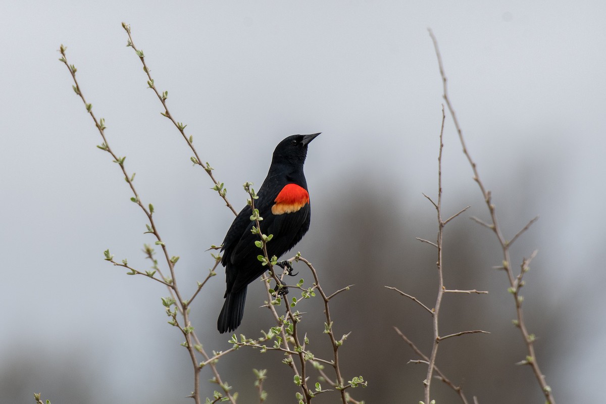 Red-winged Blackbird - ML327362781